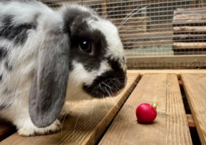 Can Rabbits Eat Radishes