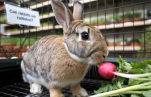 Can Rabbits Eat Radishes