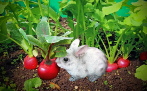 Can Rabbits Eat Radishes