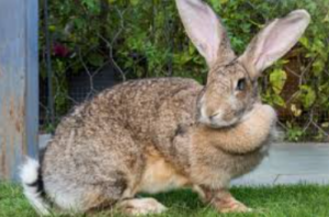 Flemish Giant Rabbit Cost?