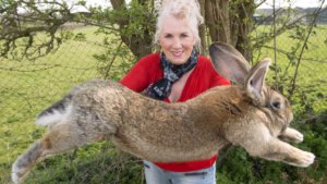 Flemish Giant Rabbit Cost?