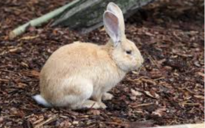 Flemish Giant Rabbit Cost?