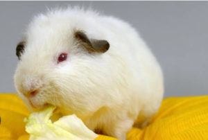 Himalayan Guinea Pig