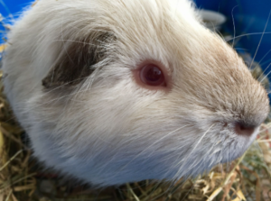 Himalayan Guinea Pig