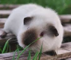 Himalayan Guinea Pig