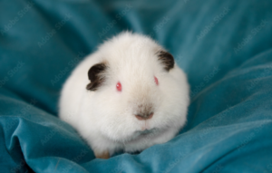 Himalayan Guinea Pig