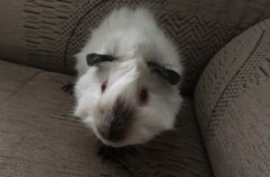 Himalayan Guinea Pig