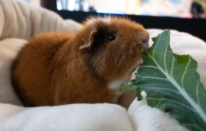 Himalayan Guinea Pig