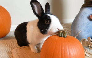 Rabbits Eat Pumpkins