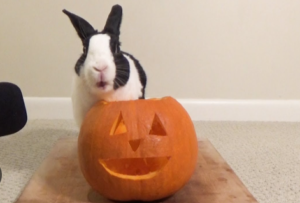 Rabbits Eat Pumpkins