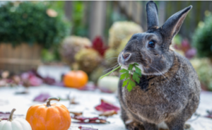 Rabbits Eat Pumpkins