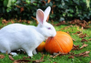 Rabbits Eat Pumpkins