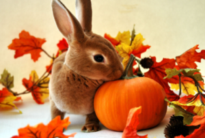 Rabbits Eat Pumpkins