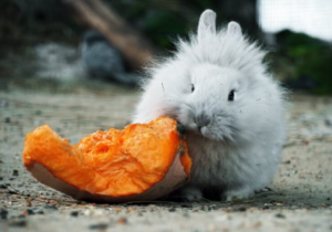 Rabbits Eat Pumpkins