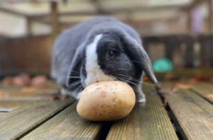 Can Rabbits Eat Potatoes