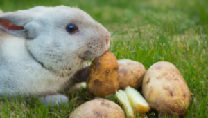 Can Rabbits Eat Potatoes