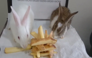 Can Rabbits Eat Potatoes