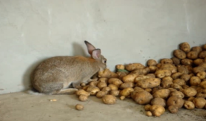 Can Rabbits Eat Potatoes