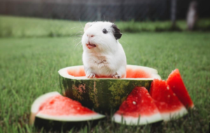 Guinea Pigs Eat Watermelon