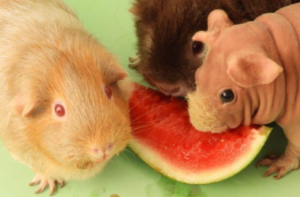 Guinea Pigs Eat Watermelon