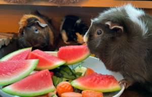 Guinea Pigs Eat Watermelon