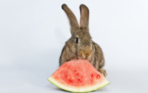 Rabbits Eat Watermelon?