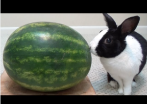 Rabbits Eat Watermelon?