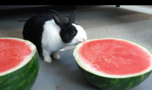 Rabbits Eat Watermelon?