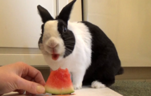 Rabbits Eat Watermelon?