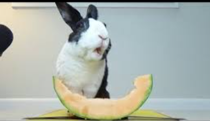 Rabbits Eat Watermelon?