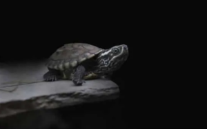 Can Turtles See in the Dark