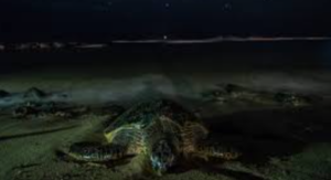 Can Turtles See in the Dark