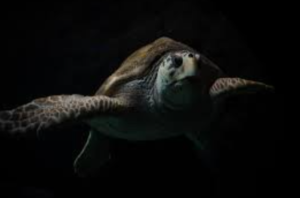 Can Turtles See in the Dark