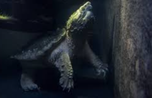 Can Turtles See in the Dark