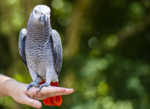 African Grey Parrot Cost?