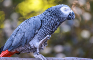 African Grey Parrot Cost?