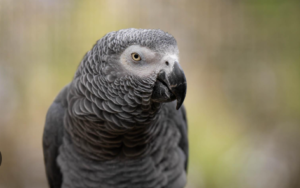 African Grey Parrot Cost?