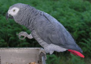 African Grey Parrot Cost?