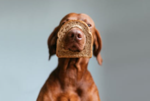 Can Dogs Eat Vegemite?