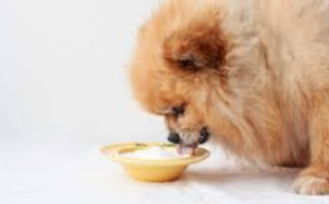 Can Dogs Eat Yoplait Yogurt?