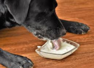 Can Dogs Eat Yoplait Yogurt?