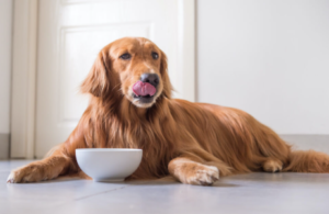 Can Dogs Eat Yoplait Yogurt?