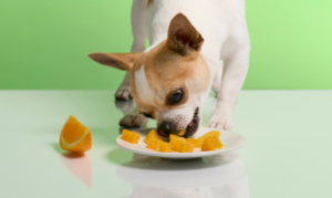 Dogs Eat Mandarin