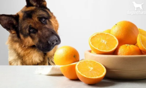 Dogs Eat Mandarin