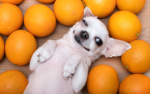 Dogs Eat Mandarin