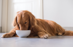 Can Dogs Eat Pinto Beans