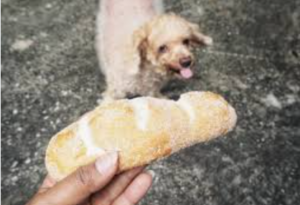 Dogs Eat Plain Naan Bread