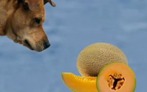 Dogs Eat Rockmelon