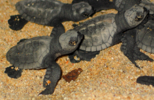 Why Sea Turtles Always Hatch at Night