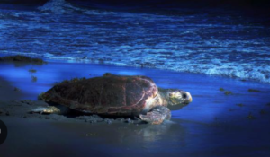 Why Sea Turtles Always Hatch at Night